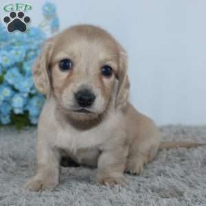 Theodore, Dachshund Puppy